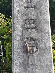 Tropidurus oreadicus