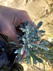 Artemisia stelleriana