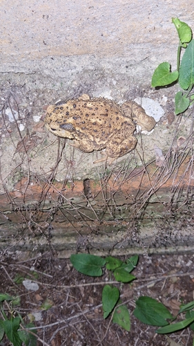 Asiatic Toad