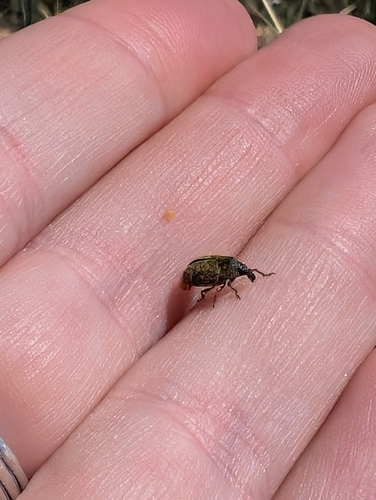 iNaturalist observation photo of Yellow Starthistle Flower Weevil