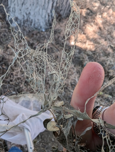 iNaturalist observation photo of lace lichen