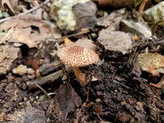 Lepiota eriophora