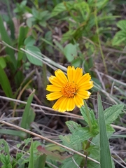 Asteraceae