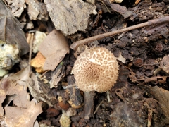 Lepiota eriophora