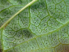 Hypericum mitchellianum