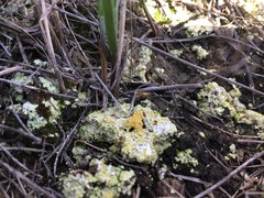 Gyalolechia bracteata