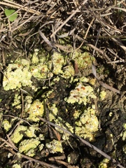 Gyalolechia bracteata