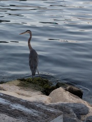 Ardea herodias