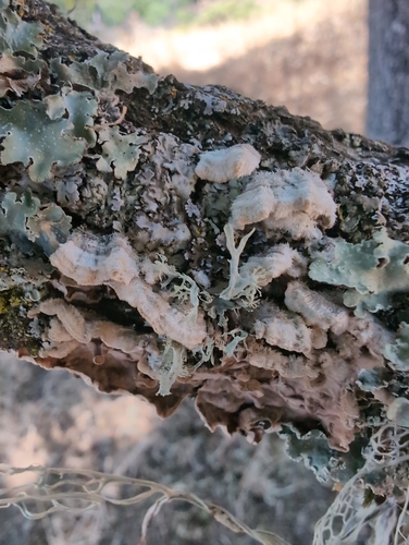 iNaturalist observation photo of hairy curtain crust
