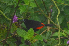 Ramphocelus passerinii image