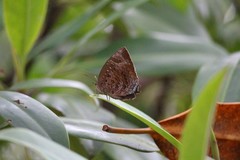 Arhopala centaurus centaurus