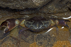 Menippidae