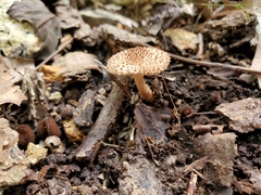 Lepiota eriophora