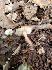 Lepiota eriophora