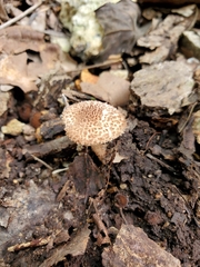 Lepiota eriophora