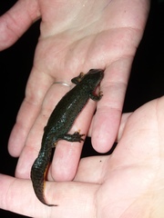 Ichthyosaura alpestris alpestris