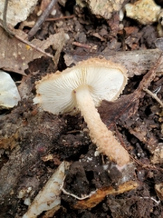 Lepiota eriophora