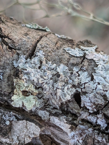 iNaturalist observation photo of Hoary Rosette Lichen