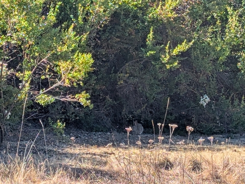 iNaturalist observation photo of Brush Rabbit