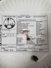 Leucocoprinus jubilaei