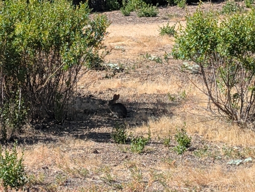 iNaturalist observation photo of Brush Rabbit