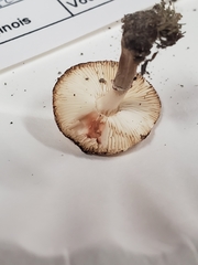 Leucocoprinus jubilaei