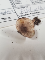 Leucocoprinus jubilaei