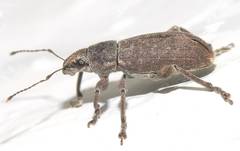 Brachyderes incanus