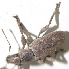 Brachyderes incanus