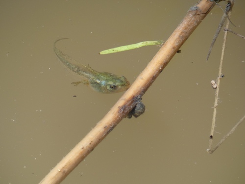 Boreal Chorus Frog photographed in Montana