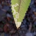 Liriomyza carphephori - Photo (c) Jason J. Dombroskie, algunos derechos reservados (CC BY-NC), subido por Jason J. Dombroskie