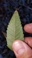 Liriomyza carphephori
