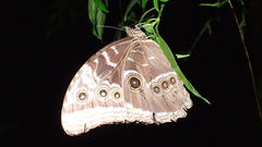 Morpho helenor narcissus