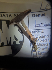 Leucocoprinus jubilaei