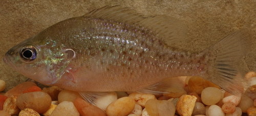 Lepomis humilis