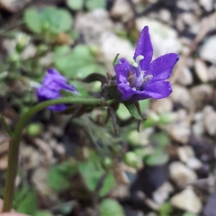 Campanula glomerata