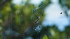 Trichonephila clavata