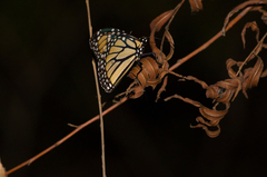 Danaus plexippus