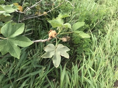 Gossypium tomentosum