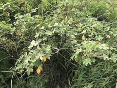 Gossypium tomentosum