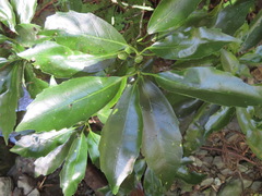 Aucuba japonica