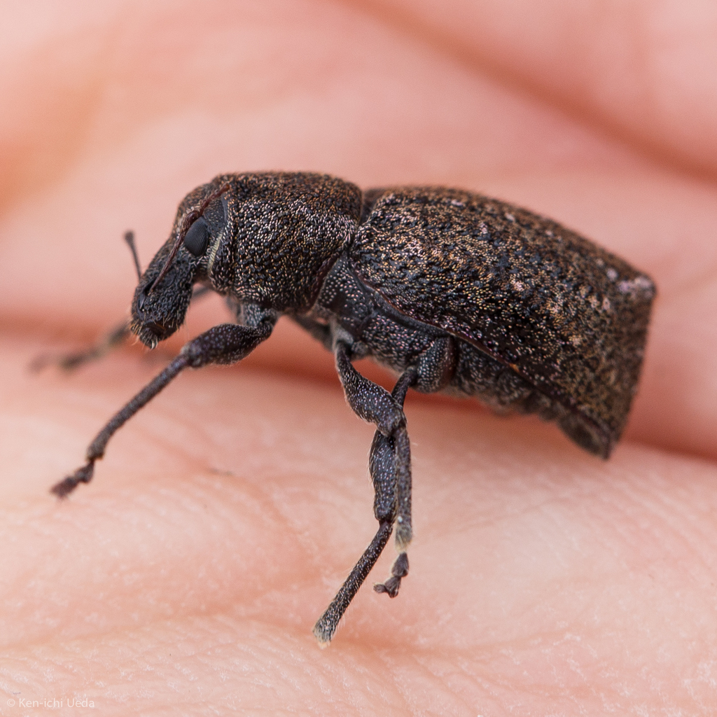 Dyslobus tumidus