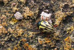 Leptinotarsa flavitarsis