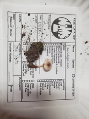Leucocoprinus jubilaei