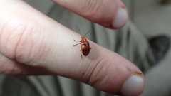 Chalcophana mutabilis