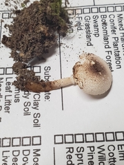 Leucocoprinus jubilaei