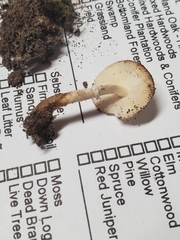 Leucocoprinus jubilaei