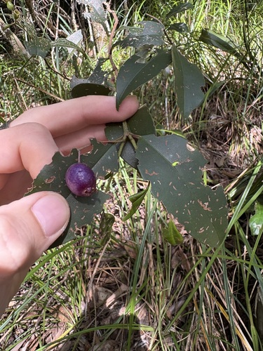 Syzygium oleosum observed 2025-07-04