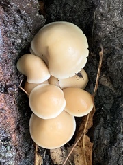 Cyclocybe parasitica