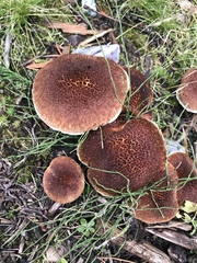 Suillus lakei
